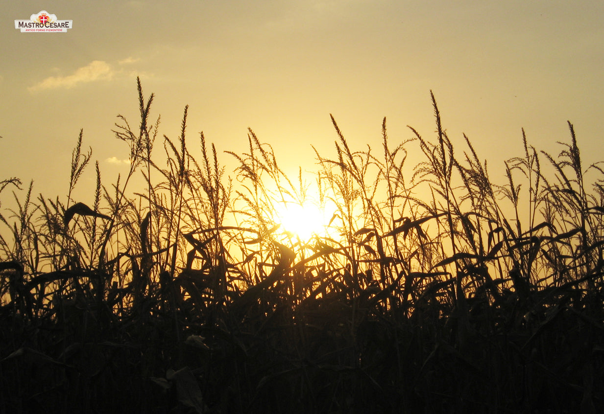 Grissini Classici al Farro