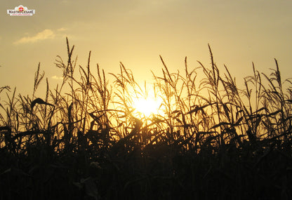 Grissini Classici al Farro